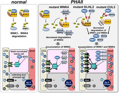 NCC regulation by WNK signal cascade